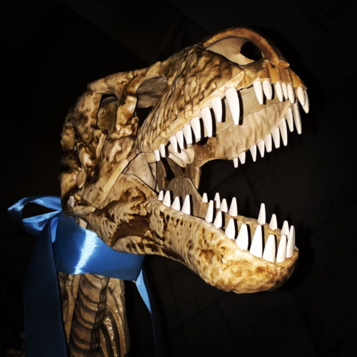 Zdjęcie szkieletu dinozaura
