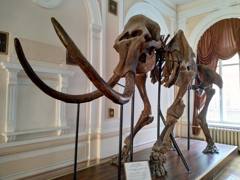 Charków - Szkielet mamuta w Muzeum Przyrodniczym